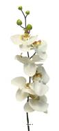 Tige d’orchidée phalaenopsis artificielle, H 78 cm, Crème - BEST