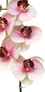 Tige orchidée phalaenopsis Factice 5 fleurons H58cm Pourpre-blanc BEST