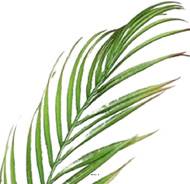 Piquet de 3 feuilles de Palmier Phoenix artificielles H 60 cm D 60 cm