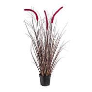 Herbe graminée en pot avec 3 chatons H 73 cm aubergine