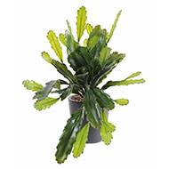 Epiphyllum artificiel en piquet pour extérieur plastique H 50 cm