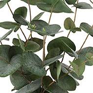 Eucalyptus artificiel en pot H 55 cm 