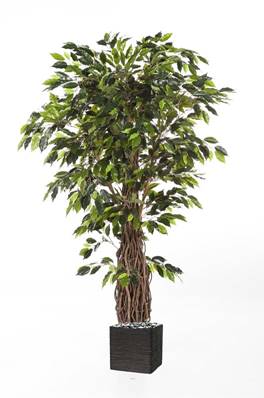 Ficus lianes artificiel luxe H 240 cm 3584 feuilles gros tronc en pot