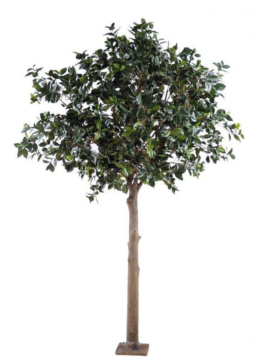 Camelia du japon artificiel H 300 cm Tronc bois Feuillage tergal L 230 du  site Artificielles.com.