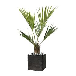 Palmier Kentia Artificiel Howea H 100 cm 78 feuilles en pot