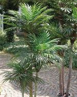 Palmier Phoenix Artificiel 3 troncs en pot H 150 cm