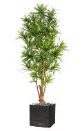 Dracaena reflexa artificiel H 190 cm