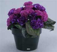 Composition fleurs artificielles cimetière pot œillets H16,5 cm D22 cm Mauve violet