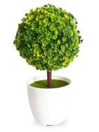 Mini plante topiaire Vert jaune dco H25cm en pot plastique blanc