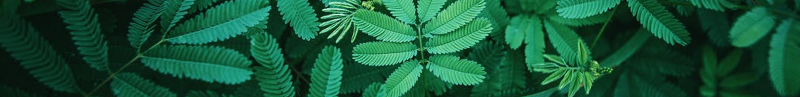 arbres artificiels - faux arbres