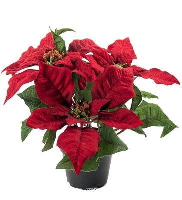 Poinsettia artificiel en Pot H 26 cm très dense 5 fleurs Rouge