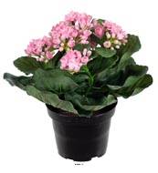 Kalancho artificiel en pot  H 20 cm adorable et trs dense Rose