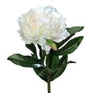 Pivoine artificielle crème Rose H 63 cm très belle tête