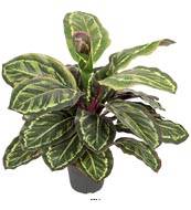 Maranta plante artificielle en pot H 48 cm trs dense