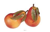Poire artificielle geante feuilles X 2 Plastique souffl H 250x150 mm