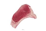 Cote de Bœuf crue artificielle en Plastique soufflé L 220x150 mm