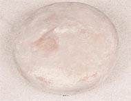 Tomme artificielle fromage en Plastique soufflé D 370x100 mm