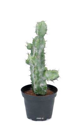 Cactus Cierge artificiel cactée succulente en pot H 23 cm D 10 cm