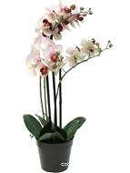 Orchidée Phalaenopsis faux 3 hampes H60 cm Top qualité Rose-crème BEST