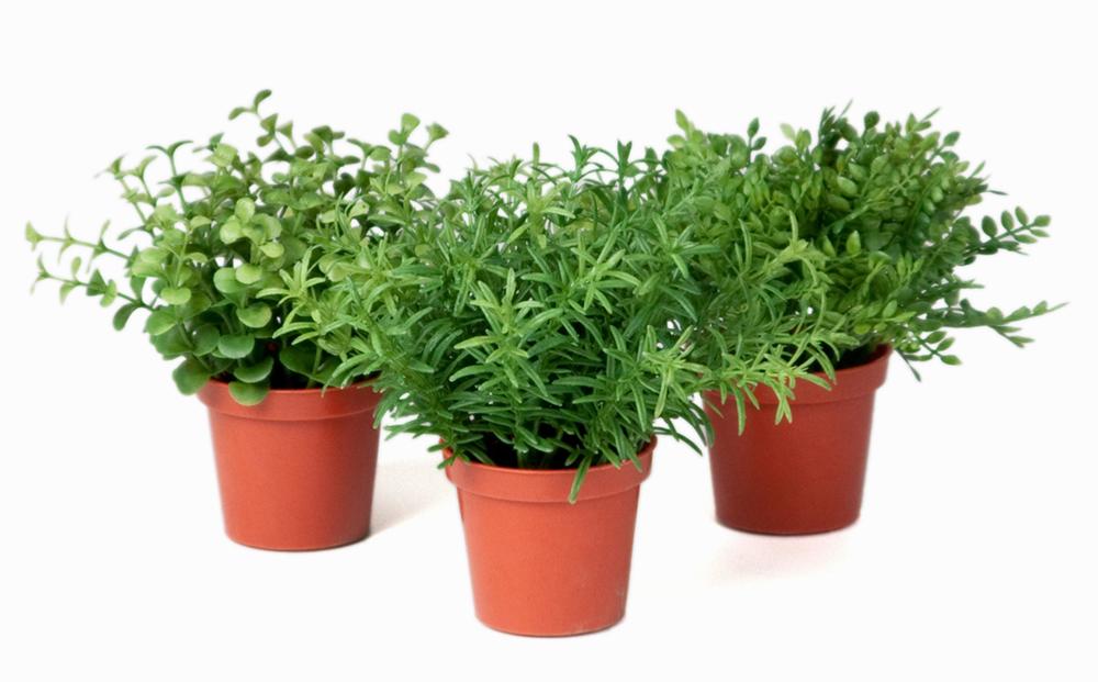 Herbes variées artificielles en pot mini plantes assorties le lot x3 pots