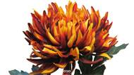 Chrysanthème artificiel, H 63 cm Orange - BEST