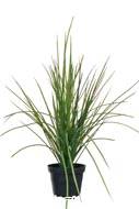 Herbe touffe artificielle en pot H 40 cm D 45 cm dense et aerienne