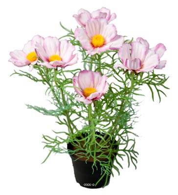 Cosmos fleuries artificielle en pot H 40 cm Pourpre-blanc