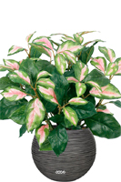 Hoya plante artificielle en pot H 34 cm D 30 cm superbe Vert-rose