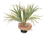 Platycerium bifurcatum artificiel en pot H 30 cm, D 40 cm