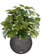 Pothos artificiel en pot H 40 cm, D 34 cm