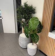 Monstera deliciosa artificielle, sur pied, en pot H 120 cm, D 65 cm