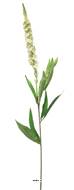 Véronique artificielle, une fleur en tige, H 76 cm Crème - BEST
