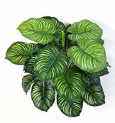 Calathea artificiel en piquet 22 feuilles, H 45 cm Vert