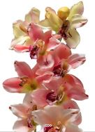 Grande orchidée artificielle en pot H 68 cm  Rose-crème