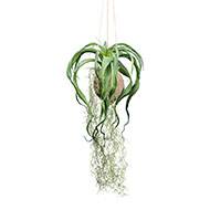 Kokedama artificiel original tillandsia sur coco L 63 cm