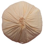 Tete d'ail artificielle D 5,5 cm et H 6,5 cm environ ail Creme