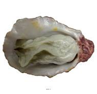 Huitre artificielle numero 5 longueur 6 cm et largeur 4 cm superbe