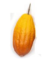 Cabosses lot de 4 fruits cacao artificiels 17 cm D 7 cm