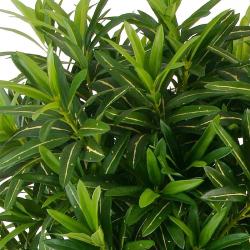 Croton Goldfinger reflexa factice H150 cm 1428 feuilles arbre en pot