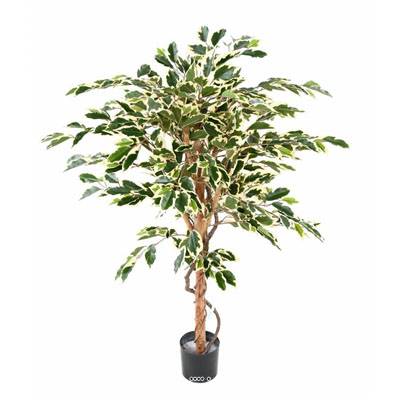 Ficus Benjamina Panache grande feuille tronc naturel  H 120cm Blanc-vert