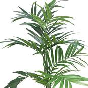 Palmier Kentia Artificiel H 180 cm en pot