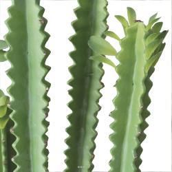 Euphorbe Trigona Succulent factice en pot béton Mousse PU H71cm Vert