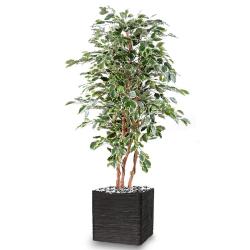 Ficus Exotique factice multitroncs naturels en pot H180cm Blanc-vert