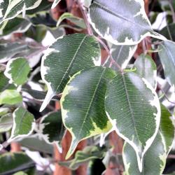 Ficus Exotique factice multitroncs naturels en pot H180cm Blanc-vert