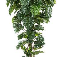 Superbe philodendron Monstera tropical haut 156 feuilles en pot H 280 cm top