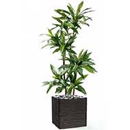 Dracaena artificiel 3 troncs en bois naturel en pot  H 95 cm Vert