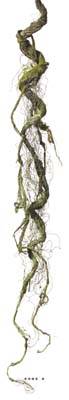 Branche de liane artificielle ramifiée avec mousse réaliste H 96 cm Vert forêt