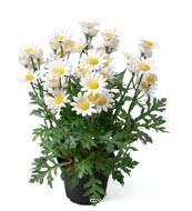 Marguerite artificielle en pot H 30 cm