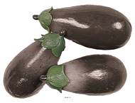 Aubergines artificielles en lot de 3 en Plastique souffl� L 135x60 mm