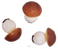 Bolets artificiels en lot de 3 en Plastique soufflé H 80x65 mm